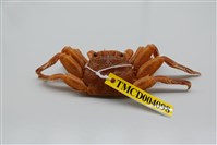 藏品(鱗形斜紋蟹)的圖片